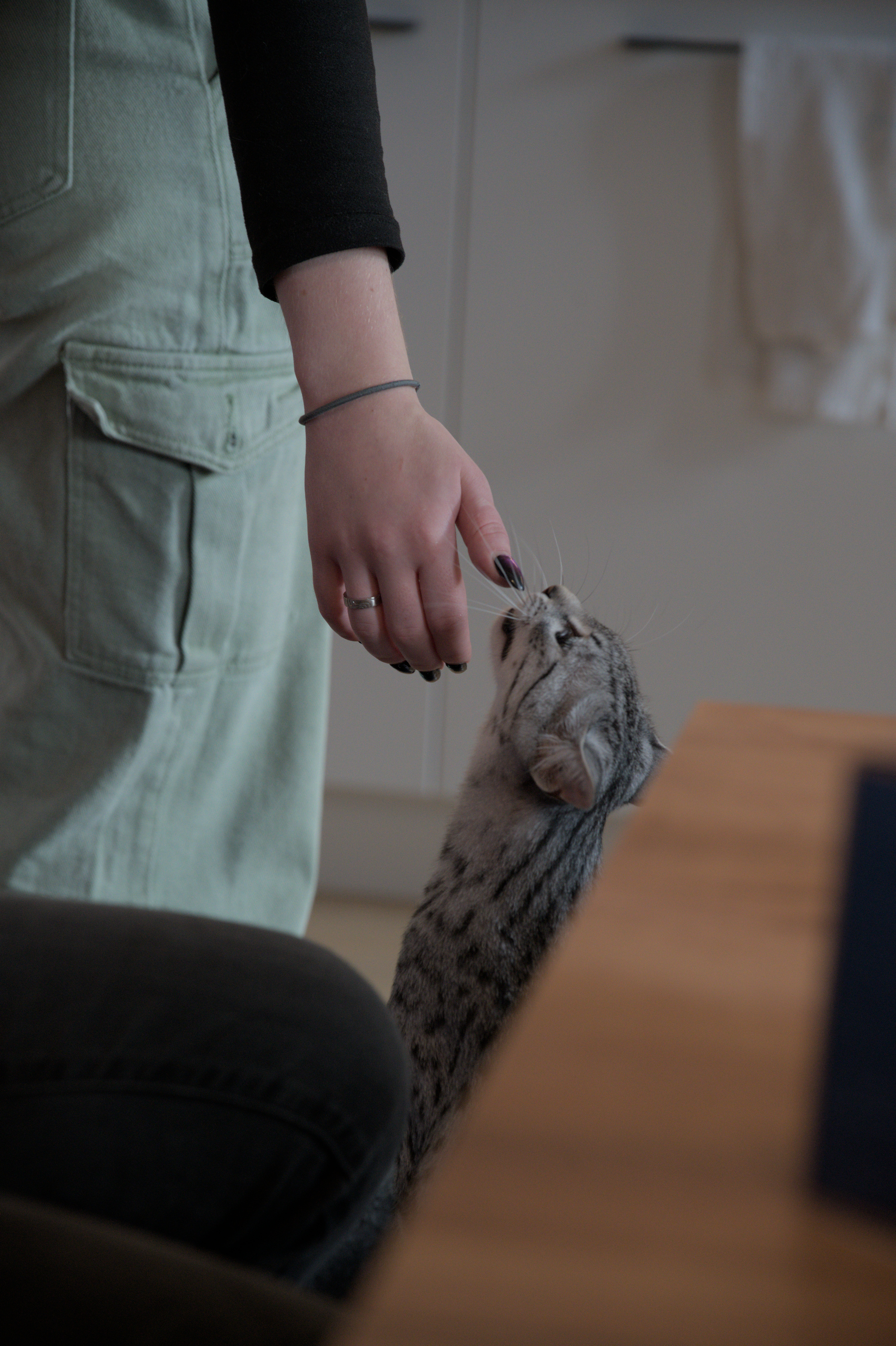 2025/10/12 - cats/DSC_0071.jpg